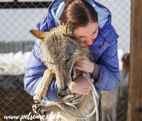 Sean Casey Animal Rescue