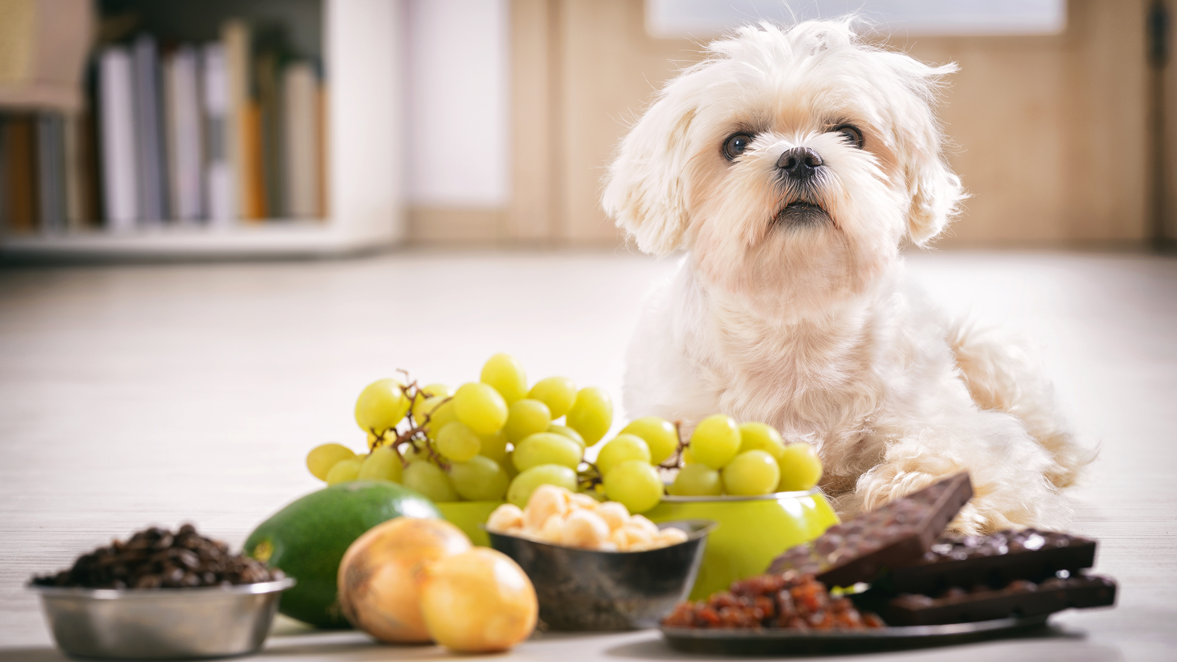 Human Foods That Can Hurt Your Pet