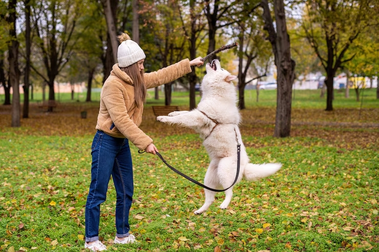 Dog Training