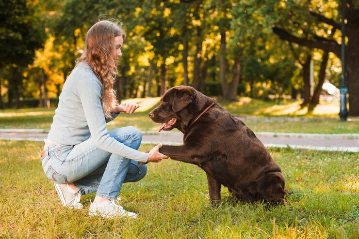 Dog Training