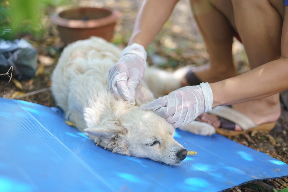 How to Prepare a Pet First Aid Kit