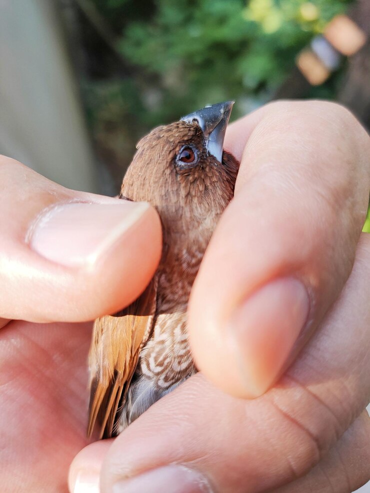 Is It Safe to Touch a Wild Bird in Distress?
