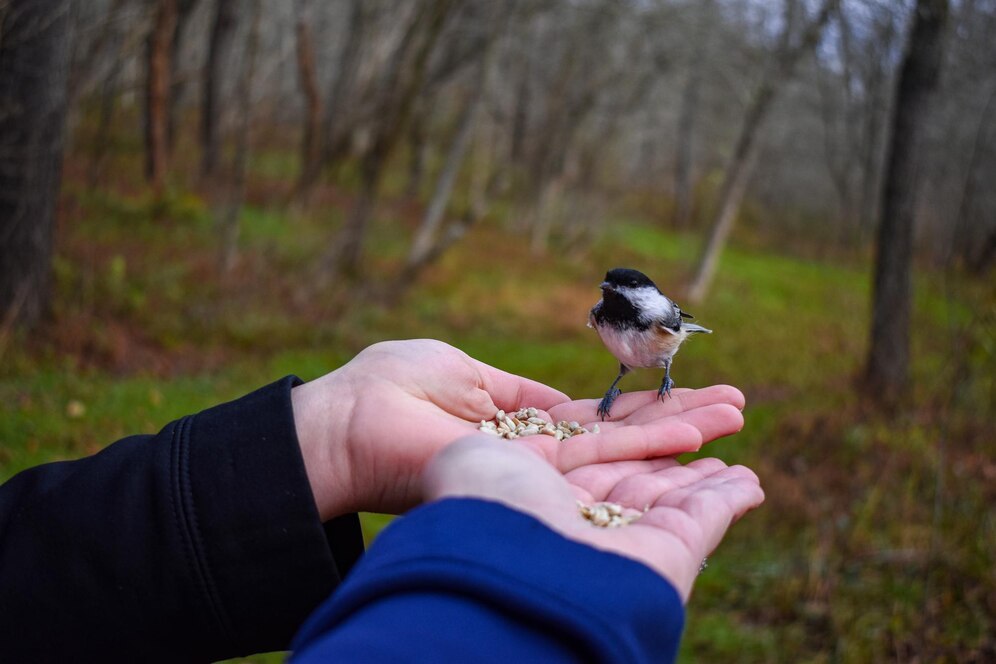 Is It Safe to Touch a Wild Bird in Distress?