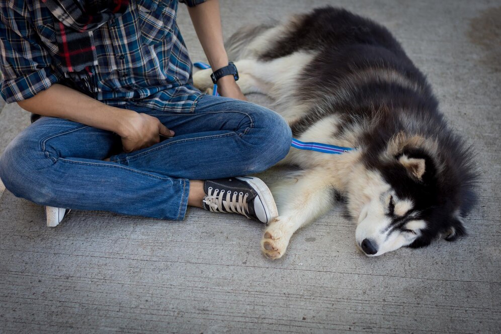 Signs Your Pet May Be in Pain