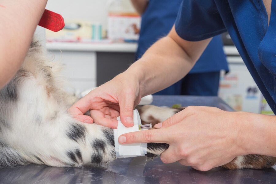How to Prepare a Pet First Aid Kit
