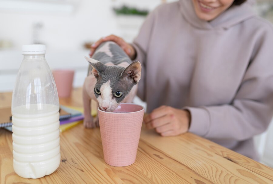 How to Make Your Home Safe for Puppies and Kittens