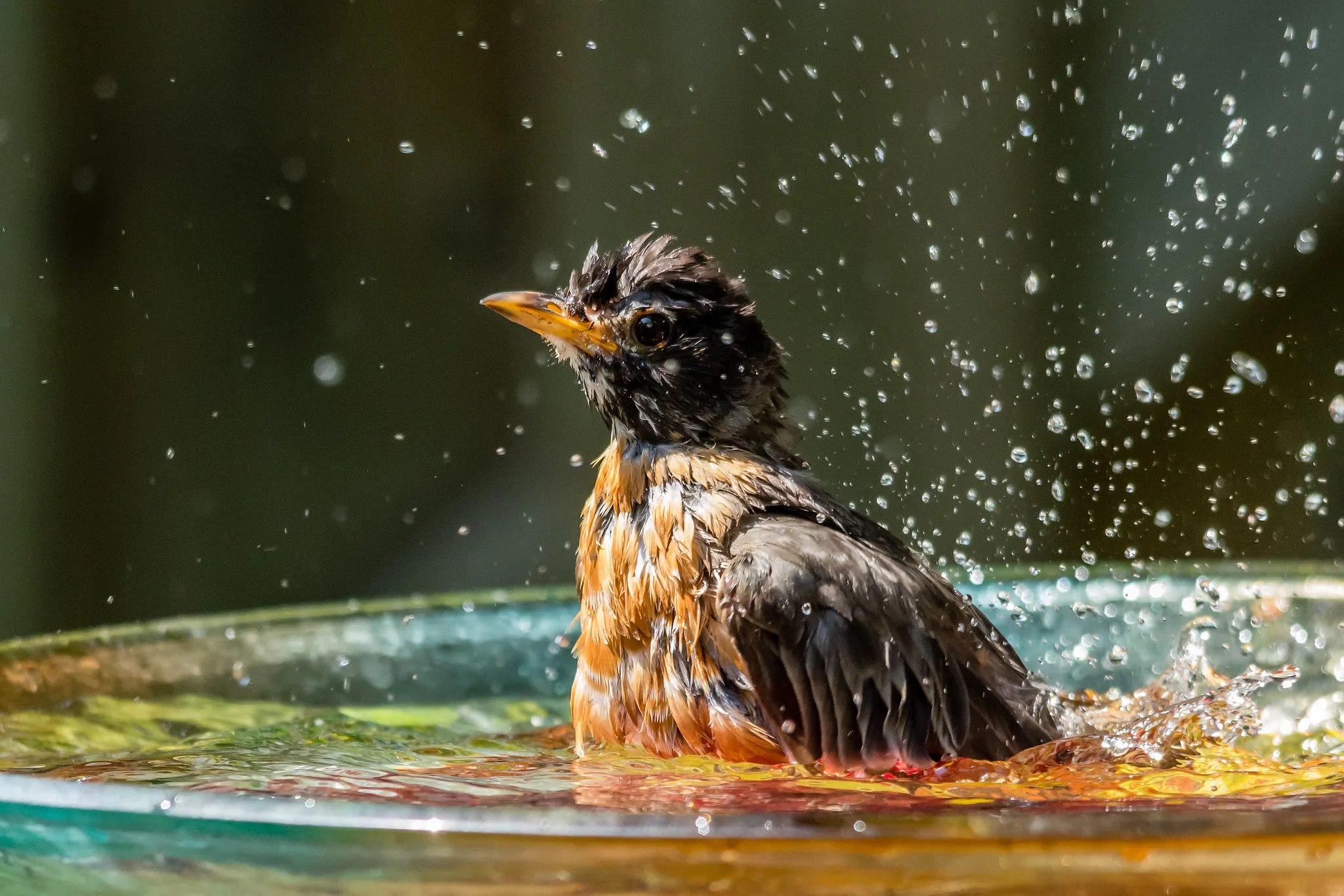 🐦 Bird Bathing