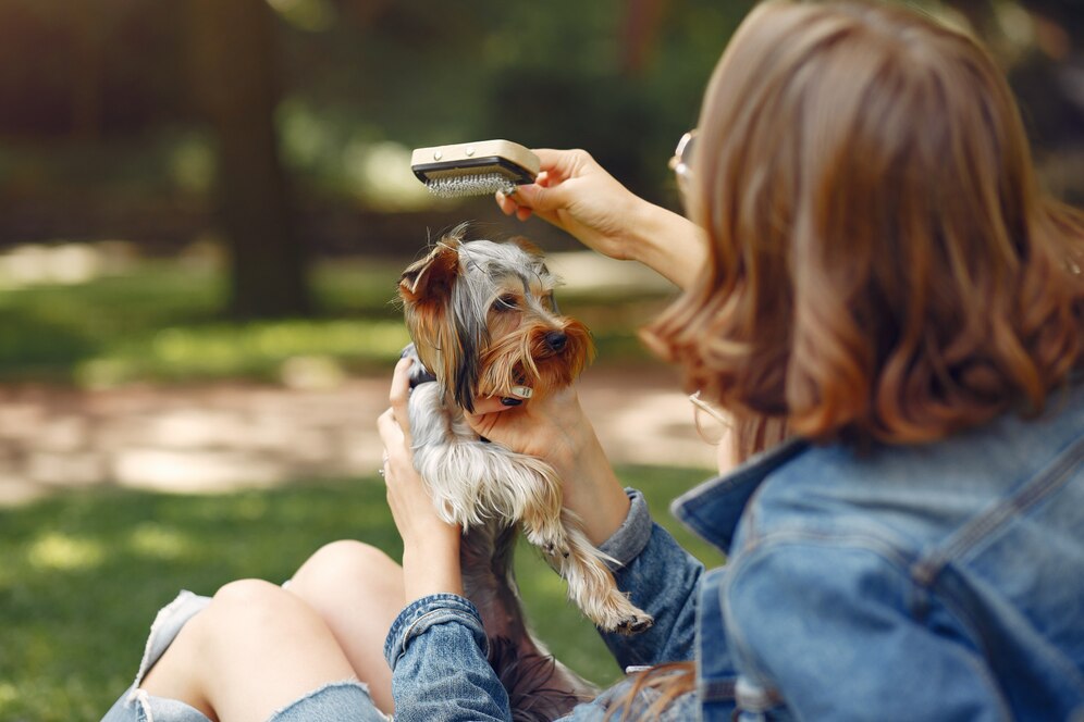 Summer Pet Safety Tips