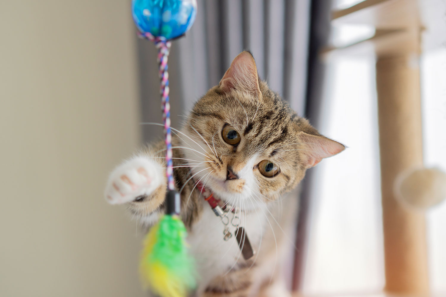 🐱 DIY Cat Toys and Enrichment Ideas