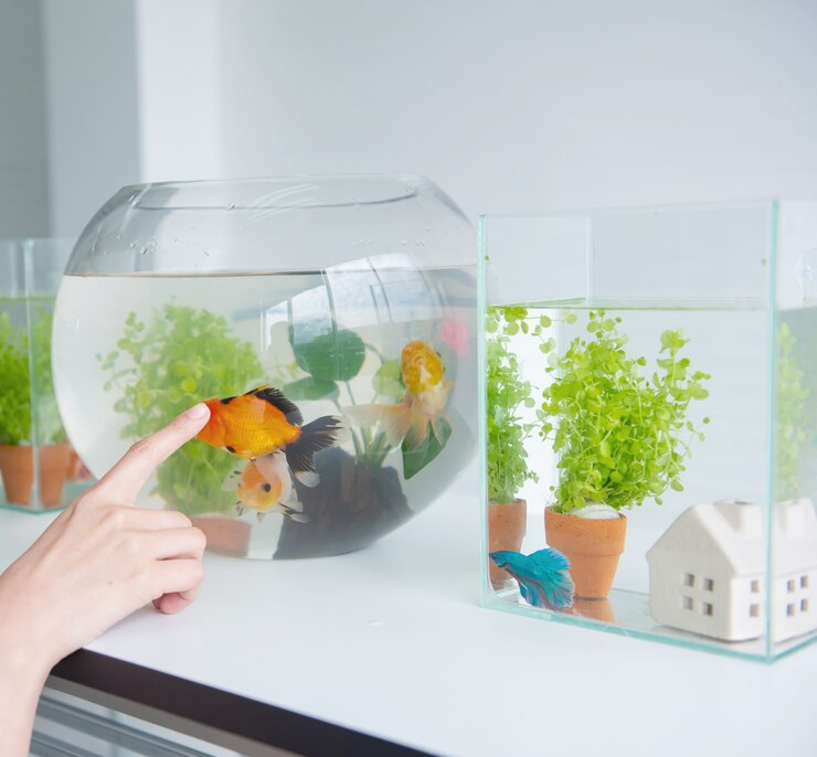🐠 Fish Tank Setup for Beginners