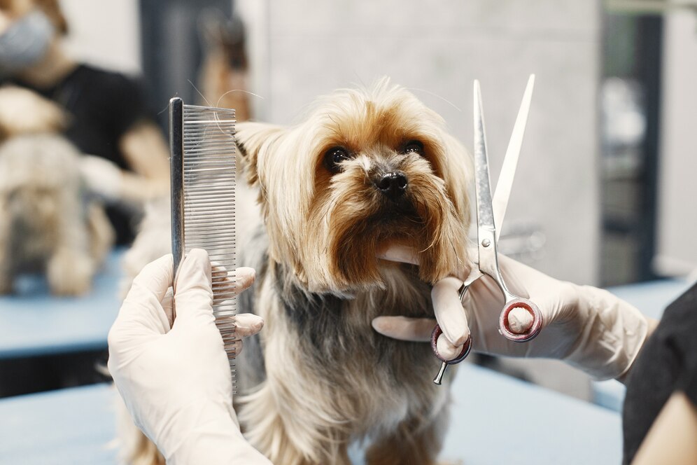 10 Essential Tips for First-Time Pet Owners